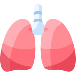 Catégorie système respiratoire